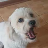 spiffylitz