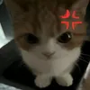 fed_basket