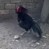 gaga8.8