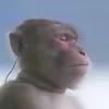 oogacondones