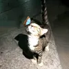 jojo.amajed