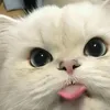 rnggrrr_