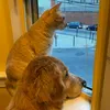 cooper_goldenretriever