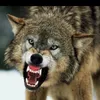 wolfinwolfclothing1