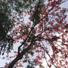 tapdoanhoangthinh