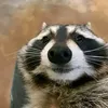 ngynkahng