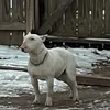 smoothiewhite17