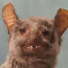 nitari_x