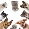 amohpets2