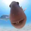 tdtjtgt