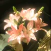 thy.dng8946