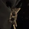 notgruw