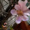 thuy_tram031