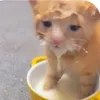 karma__390
