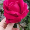 uillp_77