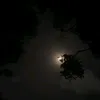 colapdinasr