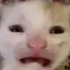 ginkg0_
