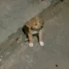 manotkha