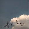 aren__29