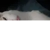 lolli.bt