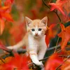 md.ahsanullah489