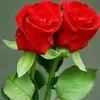 user51xexgg34x
