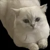 commonsensecat