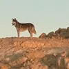 علي شمندوره الغردقه