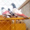 ali.hassan.302713