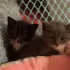 purrcrastinatekitties