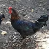 mydadcanbeatyourd
