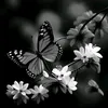 mahiya1133