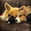 Rogersfluffybuttcorgis