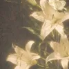 liadeth30