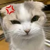 lam_shark