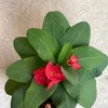jamila.abdikarimo