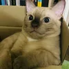 yobicsx
