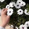 snow.white30288