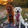 freddythefieldgolden