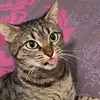 Leylaa