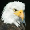 loveanimals.w