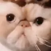 blendercats