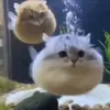 tsk_hhss