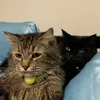 meowfiyah