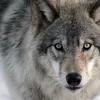steppe.wolf5