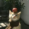 sajeowaseyo