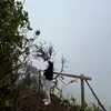 kadonca