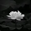 meoami81