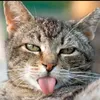 status8153