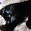 ninjazivianiblackcat